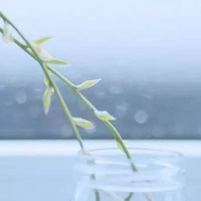 私立僵尸学园中文版下载